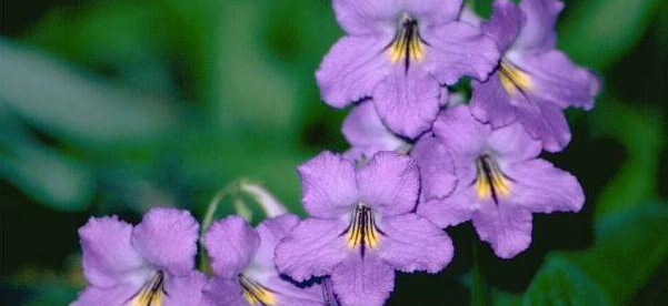 Streptocarpus ‘Essue’